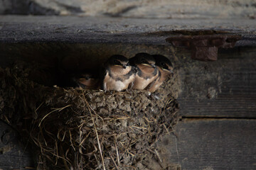 Barn swallow nestlings Hirundo rustica huddle together in their mud nest tucked in the shadows under a rustic old wooden bridge
