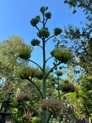 A tall plant with elongated stems and clusters of green flowers against a clear blue sky, surrounded by lush greenery.