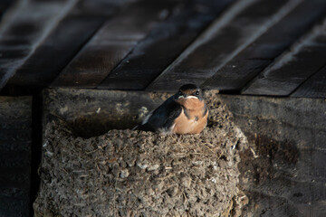 A barn swallow nestling Hirundo rustica sits in its mud nest tucked in the shadows under a rustic old wooden bridge
