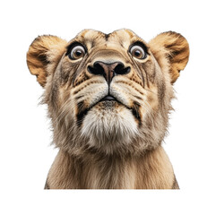 Obraz premium Close-up view of a curious lion with expressive eyes gazing upward in a wild habitat setting during daytime, cut out
