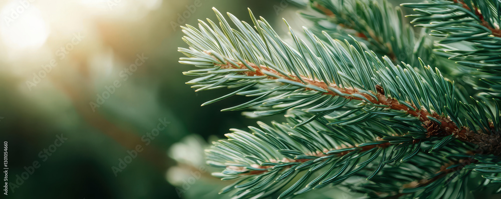 Poster close up of green pine tree branches with sunlight filtering through leaves, creating serene atmosph