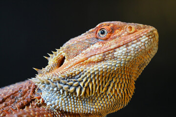 Closeup of Stunning Detail of a Bearded Dragon's Face