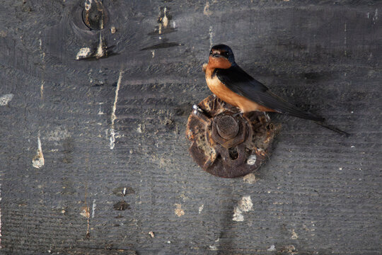 A barn swallow Hirundo rustica perched upon a rusted metal fastener under an old wooden bridge