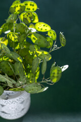 Green leafy background. Lunaria annua leaves. Dried flower money plant.