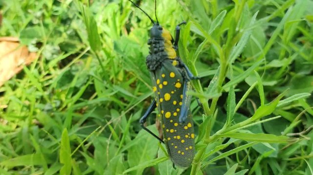 grashopper with spoted body in the grass