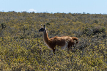 Guanaco en la peninsula de valdes, argentina.