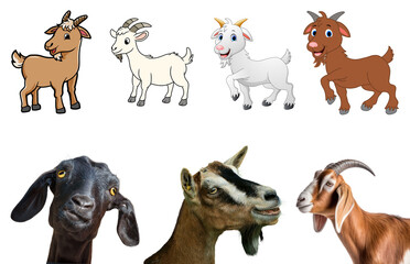 Goat set on white background