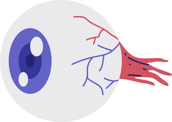 A simplified diagram of the human eye