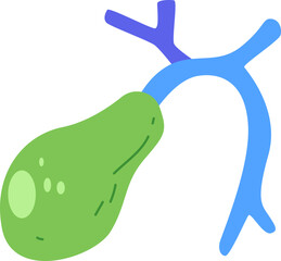 This is a depiction of the gallbladder