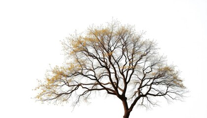 A lone deciduous tree, branches reaching skyward, against a pure white backdrop, leaves, green