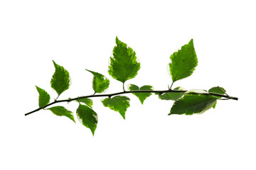 Variegated Bougainvillea Flower Leaves