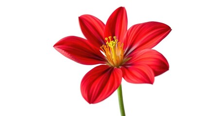 Fototapeta premium A single, vibrant flower, petals unfurled, isolated on pure white, graphic, artwork
