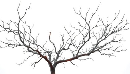 Fototapeta premium Bare, gnarled branches stark against a pure white backdrop, winter, texture
