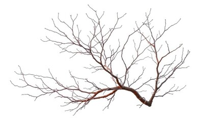 Obraz premium Bare, intertwined branches isolated on pure white background, simple, white