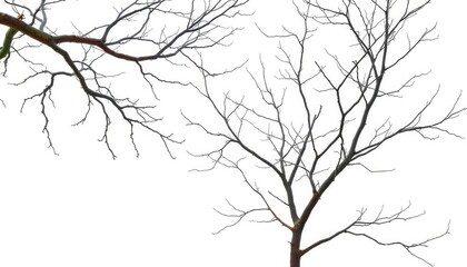 Bare, intricately branched tree limbs against a pure white backdrop, shape, stem