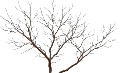 Obraz premium Bare, intricately branched tree limbs against a pure white backdrop, detail, nature