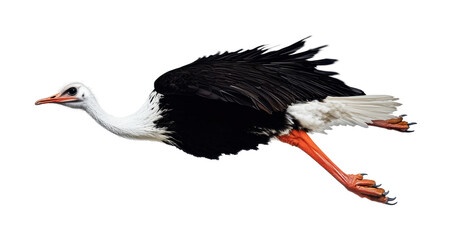 Majestic bird soaring through the sky with outstretched wings capturing the essence of freedom and grace in nature, cut out