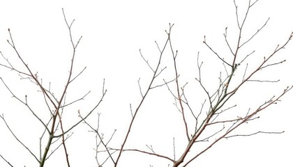 Obraz premium Delicate, bare branches isolated against a pure white backdrop, branch, wood