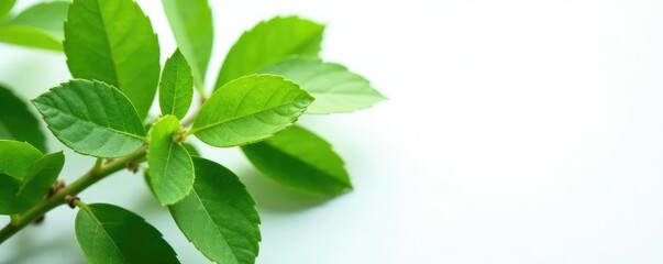 Fototapeta premium Detail of Gum Elemi Leaves and Stems on White Background, green stem, botanicals