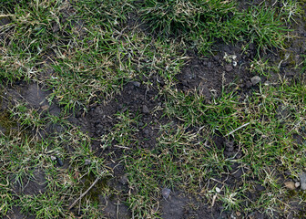 Grass background. Grass texture. Spring grass that does not grow well