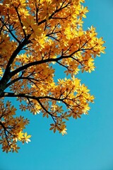 Fototapeta premium Golden tree branches stretch towards clear blue sky, green, orange, sunlit