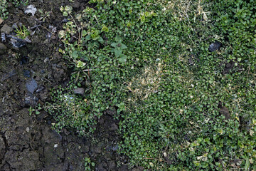 Grass background. Grass texture. Spring grass that does not grow well