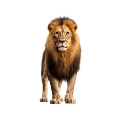 A lion stands proudly with a thick mane, showcasing its strength and beauty in a captivating pose on a transparent background