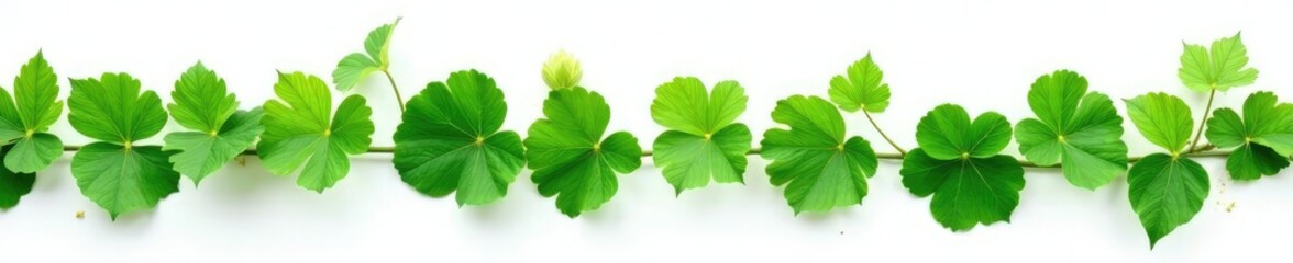 Lush green vines with isolated morning glory leaves on a white background, greenery, simple, foliage