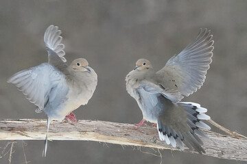 Mouring Doves territorial and cranky with eacho ther in late winter in the fiorest