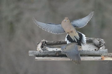 Mouring Doves territorial and cranky with eacho ther in late winter in the fiorest