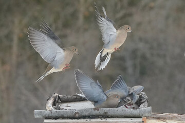 Mouring Doves territorial and cranky with eacho ther in late winter in the fiorest