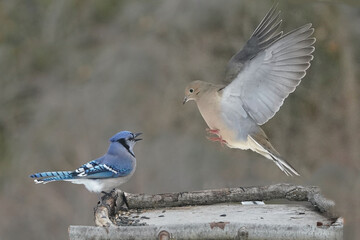 Blue Jay vs Dove