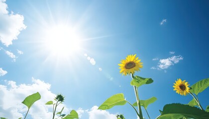 Fototapeta premium Bright Yellow Sunflowers Under a Vivid Blue Summer Sky