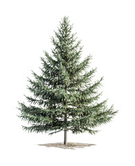 Evergreen tree with lush branches perfect for holiday decorations and seasonal displays in natural settings throughout winter months, cut out