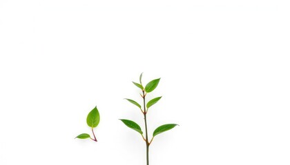 Single vibrant green plant, isolated on pure white backdrop, graphic, white background
