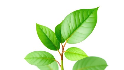 Fototapeta premium Single vibrant green plant, isolated on pure white backdrop, isolated plant, botanical