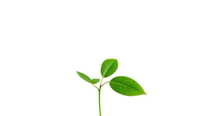 Fototapeta premium Single vibrant green plant isolated on pure white background, natural, ecology