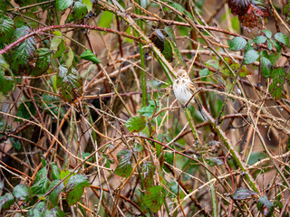 Female Reed Bunting Perched on a Twig