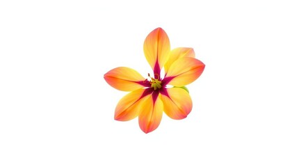 Naklejka premium A single, vibrant bloom isolated against a pure white backdrop, artistic, elegant