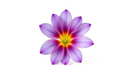 A vibrant single flower, petals perfectly formed, isolated against a pure white backdrop, freshness, graphic