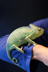Closeup of a Female Chameleon Relaxing on Human's Arm