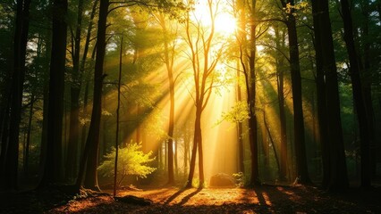 Fototapeta premium Backlit forest stage with soft warm glow of sunlight filtering through trees, warmth, backlight, forest