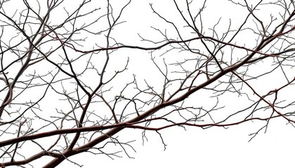 Bare, twisted branches isolated against a pure white backdrop, aged, closeup