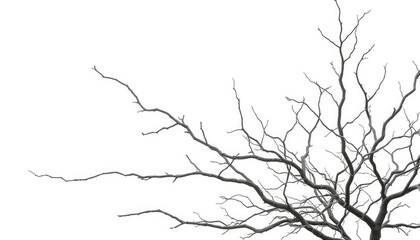 Fototapeta premium Bare, gnarled branches isolated against a pure white backdrop, close-up, graphic