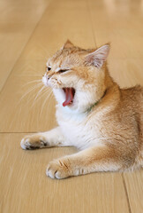 A Beautiful Golden Shaded British Shorthair Cat Yawning in the Living Room