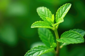 Fresh mint spearmint leaves growing on a green stem, nature, spearmint, garden