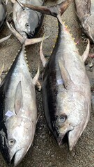 Ready export to japan, frash tuna ,Tsukiji Fish Market in Tokyo, Japan. Selling frozen bluefin tuna at the morning auction. Tuna the main product of the tsukiji fish market.
