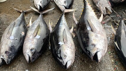 Fototapeta premium Ready export to japan, frash tuna ,Tsukiji Fish Market in Tokyo, Japan. Selling frozen bluefin tuna at the morning auction. Tuna the main product of the tsukiji fish market.