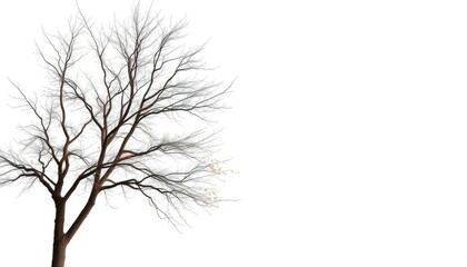 Obraz premium Lone deciduous tree, stark branches against pure white, flora, landscape