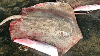 Catches of fishermen in the deep sea, pacific ocean, atlantic ocean.